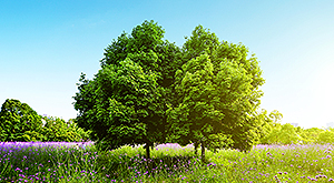 Prairie avec des arbres et le soleil 