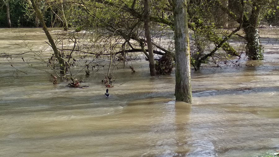 Imagen de las inundaciones río Arga en abril de 2018